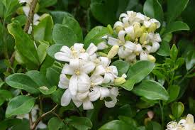 Image result for Murraya paniculata