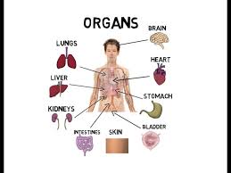These organs differ in size, shape, location and function. Organs Of The Body Youtube