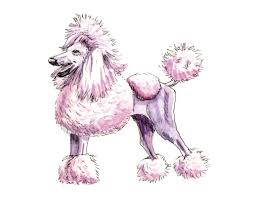 Pin on keto recipes poodle doodles from i.pinimg.com. French Poodle Doodlewash Doodlewash