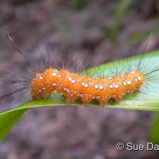 Image result for Empogona sp. A