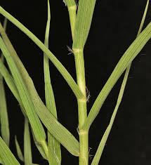 Image result for Volkiella disticha