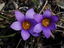 Image result for Romulea camerooniana