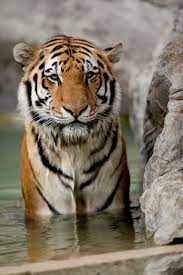 Whether you were influenced by their specific coat color and chose zebra, or simply went with tiger because it's quite obvious and cute in itself, we are sure we have great. 80 Tiger Names And Meanings From Bandit To Zara Pethelpful