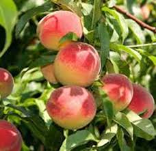 Image result for Prunus persica