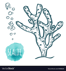 Hand drawn aquatic coral doodle Royalty Free Vector Image