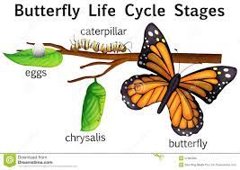 Etapas Del Ciclo De Vida De La Mariposa Ilustracion Del Vector Ilustracion De Hoja Hojas 57483096