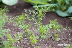 Reifes obst und gemüse will geerntet und verarbeitet werden, einige späte wintergemüse können noch gesät bzw. Aussaatkalender Fur August Gemuse Krauter Und Blumen Aussaen