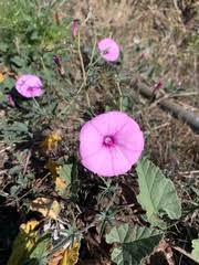 Image result for Conostomium natalense