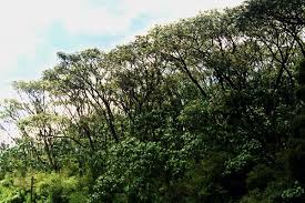 Image result for Polyscias fulva