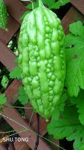 种菜 巧用编织袋种苦瓜 由树童发表 文学城 grapes fruit food