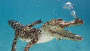 Maybe you would like to learn more about one of these? Underwater Crocodile Ipad Wallpapers Free Download