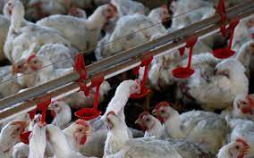 Os primeiros casos de transmissão da gripe aviária h5n8 para humanos foram detectados recentemente, na rússia. Alemanha Confirma Caso De Gripe Aviaria H5n8 Em Criacao De Frangos Revista Globo Rural Aves