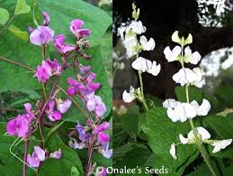 Image result for Lablab