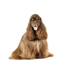 Image result for anglický kokršpaněl