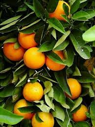 Mar 11, 2021 · level 223. Petik Buah Brain Out Cara Golden