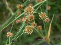 Image result for Rhynchospora holoschoenoides