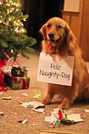 27 Holiday Cards That Prove Your Dog Is Family Too Barkpost All our cards, for every occasion, are free, and you can personalize and print or post your custom creation directly from our site. 27 holiday cards that prove your dog is