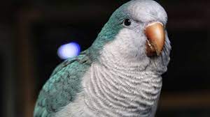 Browse through available cockatiels for sale and adoption in texas by aviaries, breeders and bird rescues. 30 Quirky Facts About The Quaker Parrot Facts Net