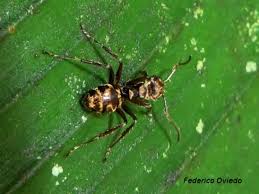 Image result for Dolichos junodii