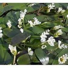 Image result for Aponogeton rehmannii