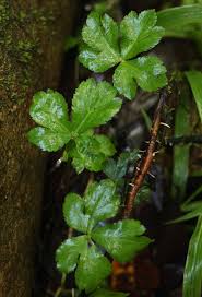 Image result for Sanicula elata