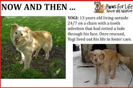 Male / neutered mixed breed, medium (up to 44 lbs fully grown) 1 year. Paws For Life Rescue Reviews And Ratings Troy Mi Donate Volunteer Review Greatnonprofits
