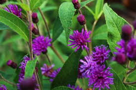 Image result for Vernonia zanzibarensis