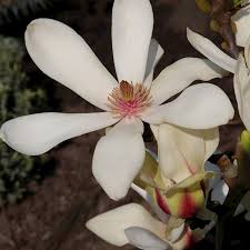 Magnolia denudata sunrise standard £ 19.99. Magnolia Bcm Baumschule Christoph Marken