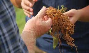 How many nematodes should be applied? Root Knot Nematode How To Wipe Out These Plant Parasites Epic Gardening
