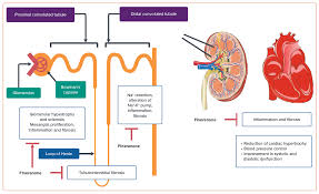 Image result for Finerenone