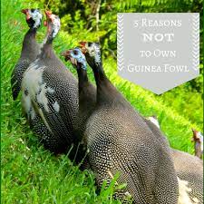 Pin On Guinea Fowl