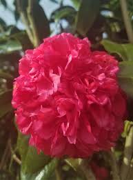 The Professor Sargent Camellia Is A True Stunner That S Guaranteed To Draw Attention To Your Landscape This Camellia Produces D Camellia Bloom Backyard Design