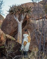 Image result for Aloidendron