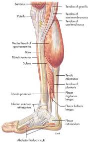 The human body has more than 600 major the function of all of the muscles in the lower limb originating below the knee is to move the foot. Http Www Ux1 Eiu Edu Cfje 2440 Ankle Muscles Pdf