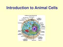 Animal cell rough endoplasmic reticulum bumpy maze passageways that carry proteins around the cell. Ppt Introduction To Animal Cells Powerpoint Presentation Free Download Id 153396