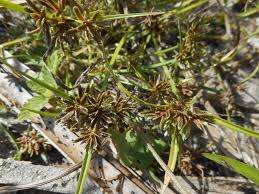 Image result for Cyperus dubius