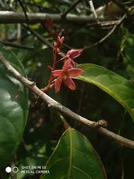 Image result for Viscum subserratum