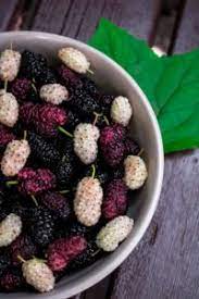 We did not find results for: Mulberry Vs Blackberry What S The Difference Daring Kitchen