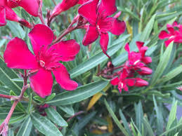 Welcome to the dallas/fort worth metroplex chapter of the hospitality sales and. Dwarf Oleander Southwest Nursery Wholesale Landscaping Supplies Dallas Fort Worth Southwest Nursery Landscaping Supplies Dwarf Oleander