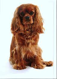 These include the prices of different breeders, the pup's bloodline, any health issues it may have and whether it conforms to the breed's standard (under akc rules). Ruby Cavalier King Charles Spaniel Uardas Cavalierer King Charles Cavalier Spaniel Puppy Cavalier King Charles Spaniel Tricolor Cavalier King Spaniel