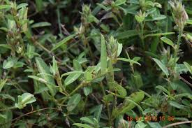 Image result for Alysicarpus glumaceus