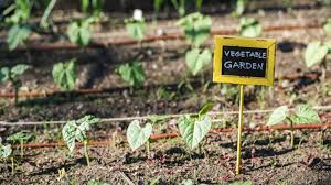 Maybe, you are already involved with a garden and would like to make some improvements. What Is A Community Garden Benefits How To Start Your Own