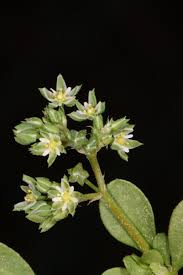 Image result for Polycarpon tetraphyllum