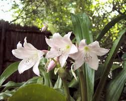 Image result for Crinum moorei