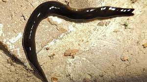 Slender Black Slimy Pearland Woman Discovers Potentially Parasitic Worms In Her Backyard Khou Com