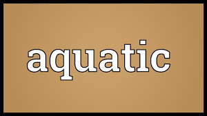 The natural environment in which an animal or plant usually lives: Aquatic Meaning Youtube