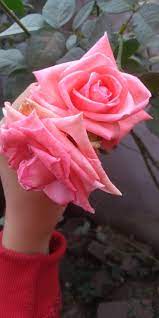 Rose Lover Flower Lover Flowers Rose