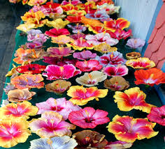 The tropical hibiscus leaves can turn yellow if the temperature drops suddenly from its normal range. Hidden Valley Hibiscus Hibiscus Types What Kind Of Hibiscus Are These