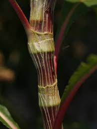 Image result for Persicaria senegalensis