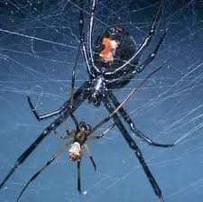 Our experts bring over ten years of experience in the industry to each property we treat. Above All Pest Elimination Home Facebook